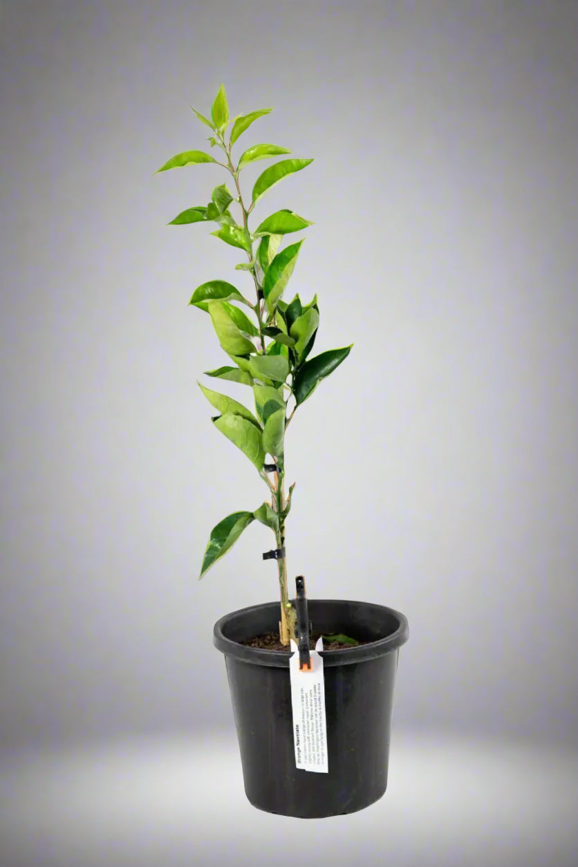 Navelate Orange Tree (Navel)