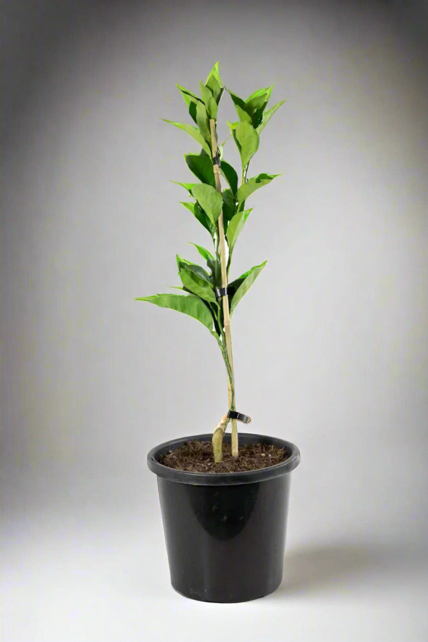 Newhall Navel Orange Tree