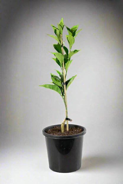 Newhall Navel Orange Tree