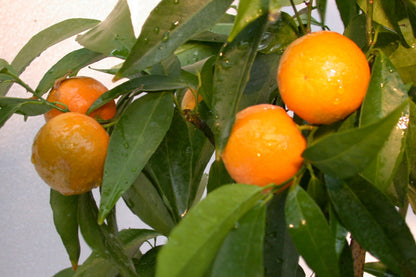 ?!label-Indicative photo