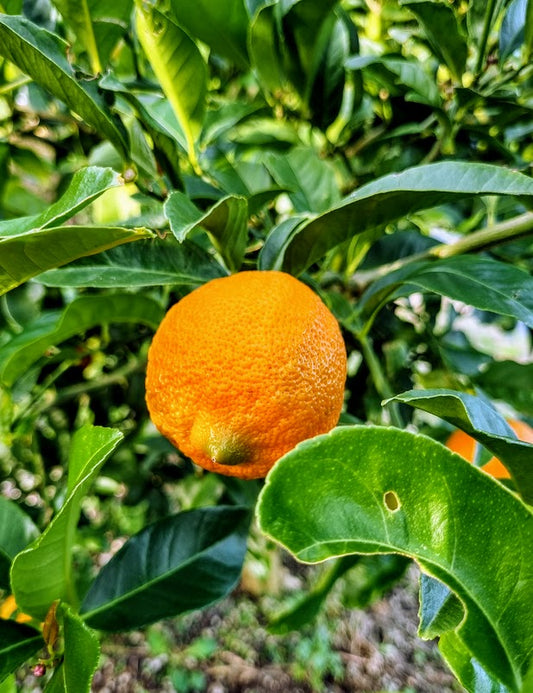 ?!label-Indicative photo