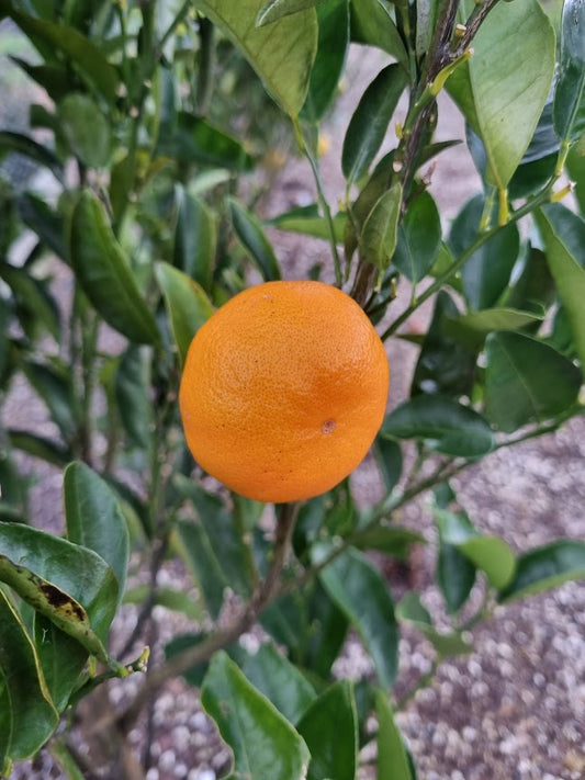 ?!label-Indicative photo