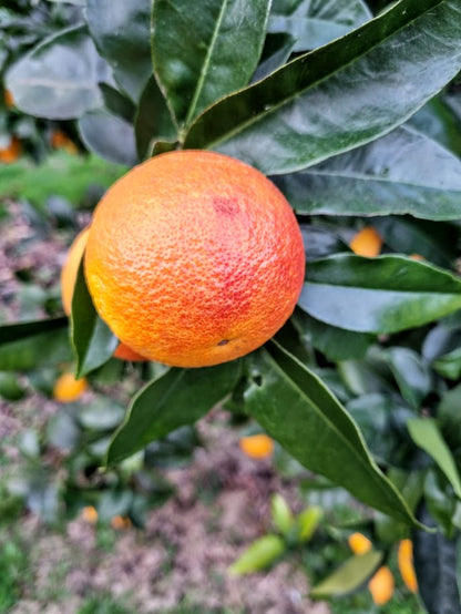 ?!label-Indicative photo