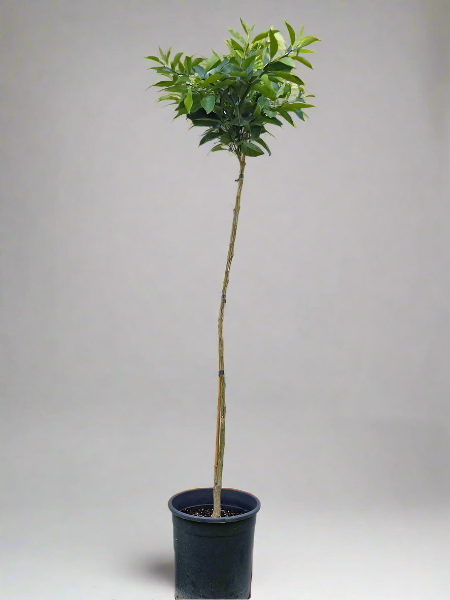 Sanguinello Blood Orange Tree