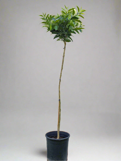 Sanguinello Blood Orange Tree