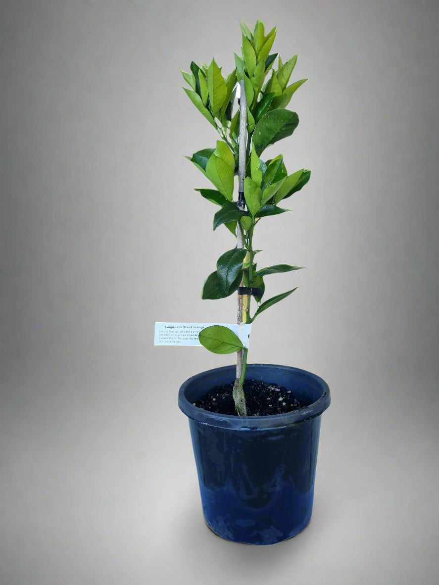Sanguinello Blood Orange Tree
