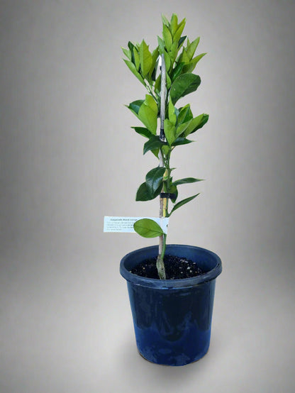 Sanguinello Blood Orange Tree