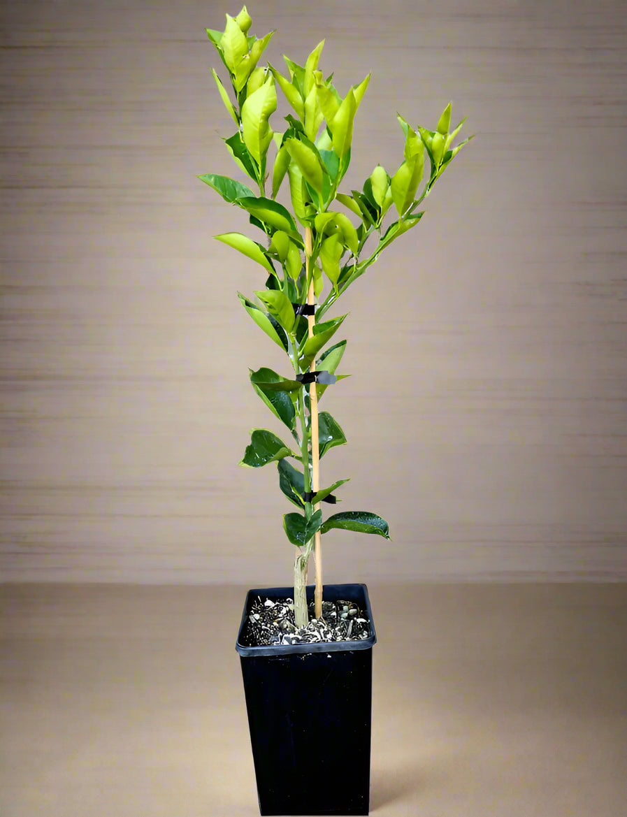 Sanguinello Blood Orange Tree