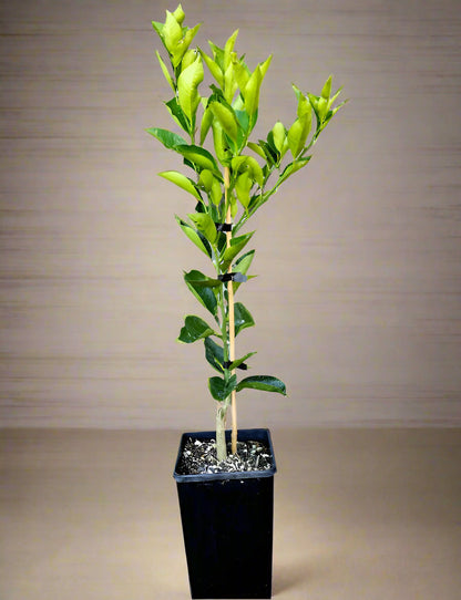 Sanguinello Blood Orange Tree