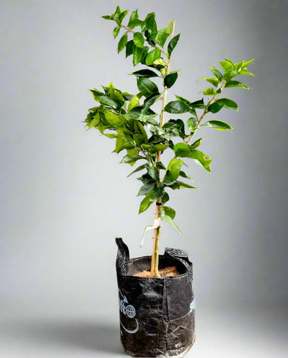 Sanguinello Blood Orange Tree