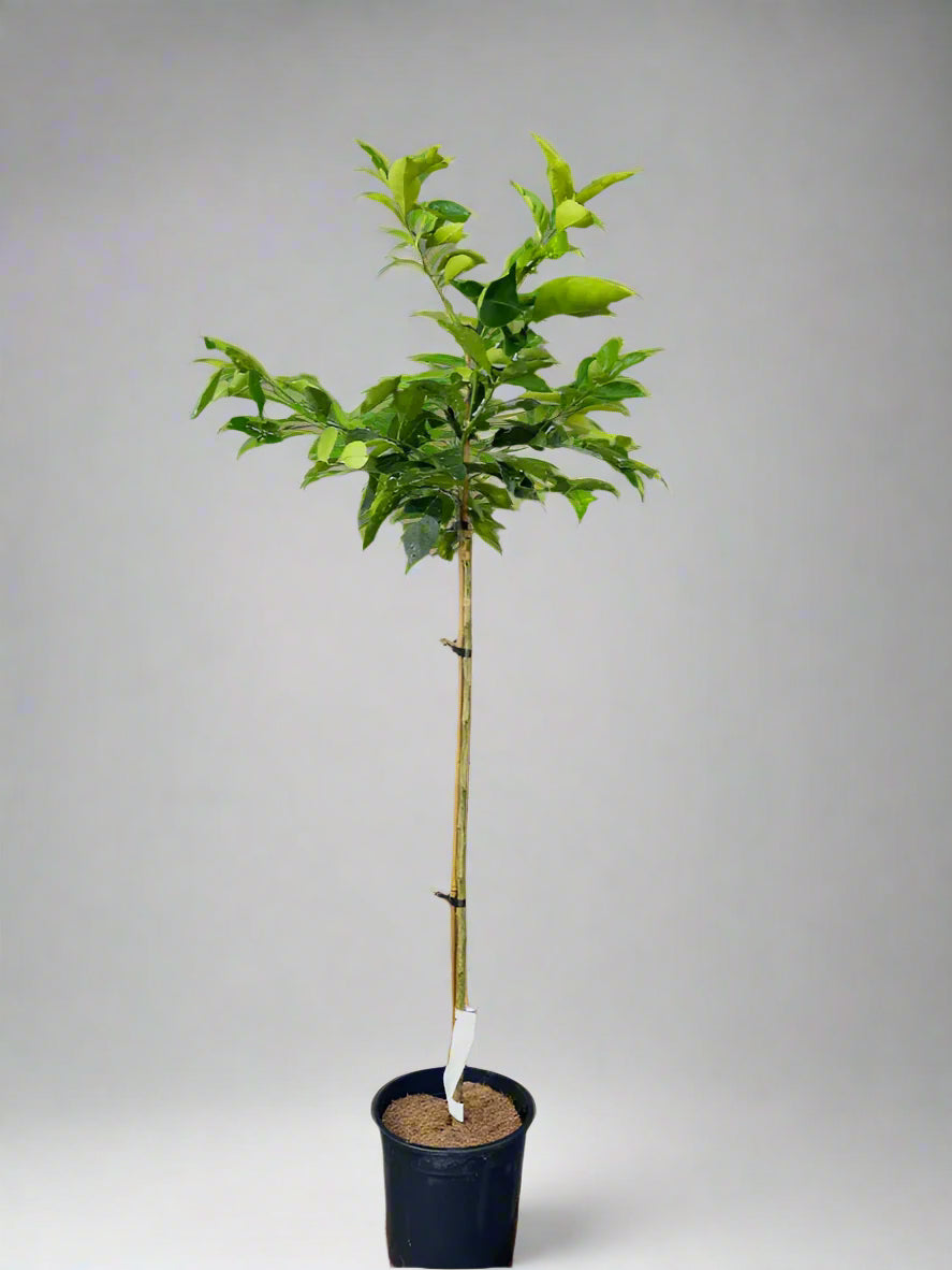 Sanguinello Blood Orange Tree