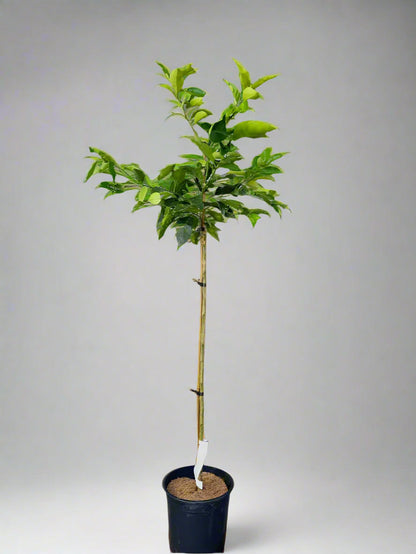 Sanguinello Blood Orange Tree