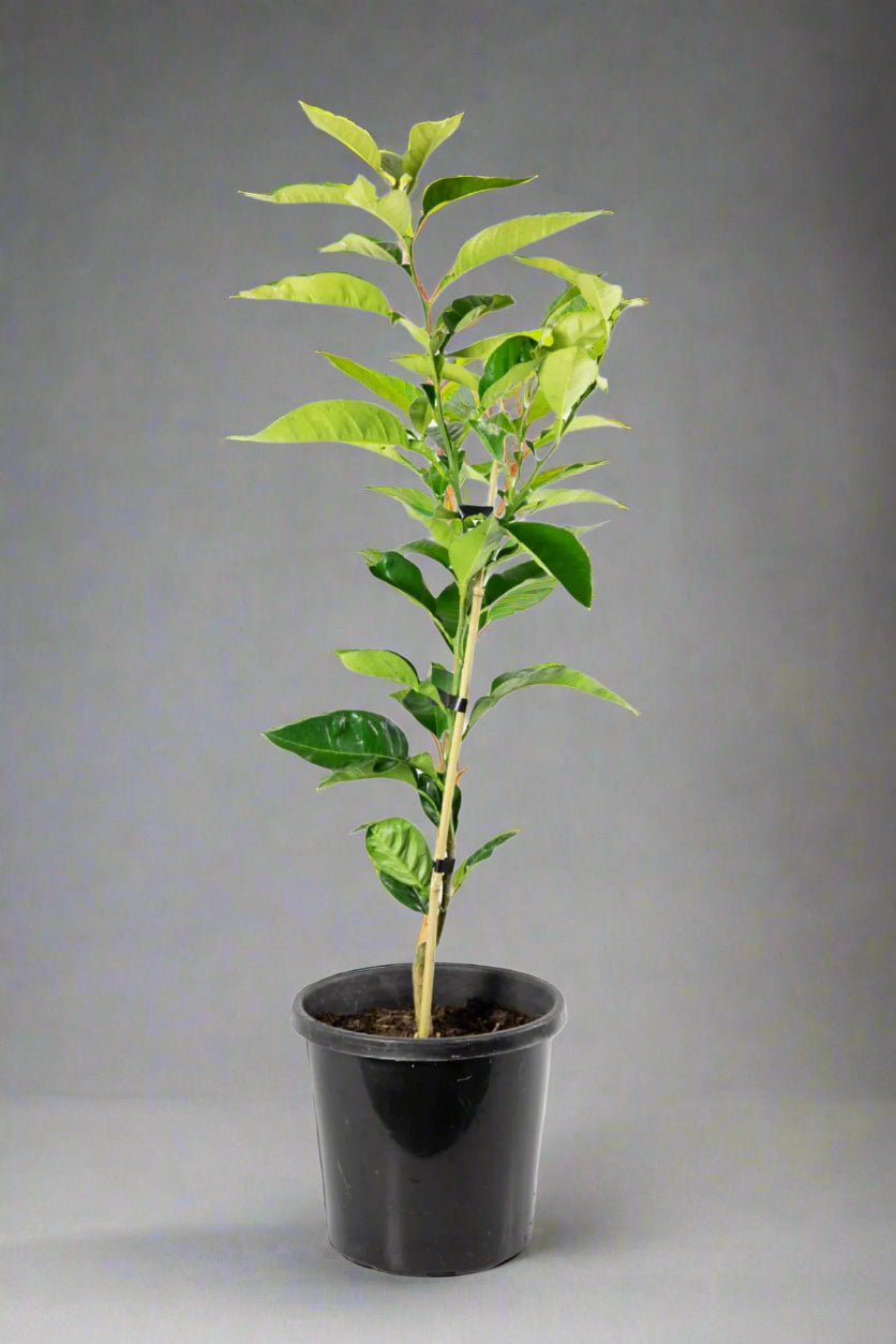 Seville Orange Tree (Common Bitter Orange Tree)