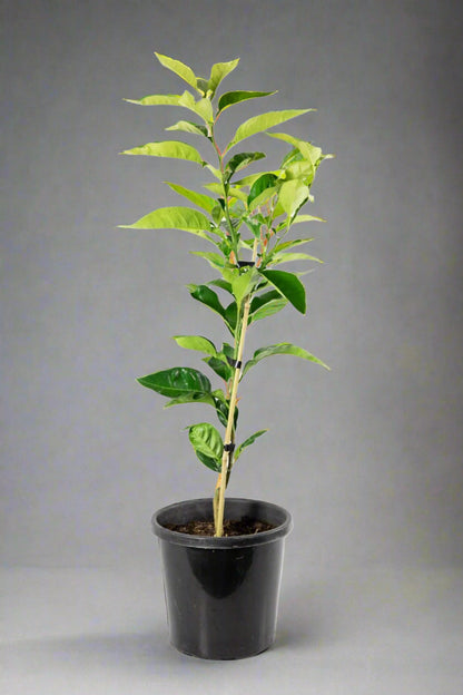 Seville Orange Tree (Common Bitter Orange Tree)