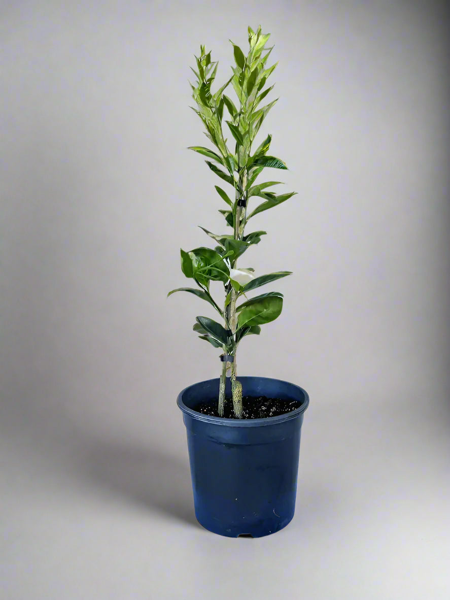 Silverhill Satsuma Mandarin Tree