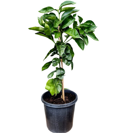 Star Ruby Grapefruit Tree