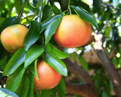 ?!label-Indicative photo