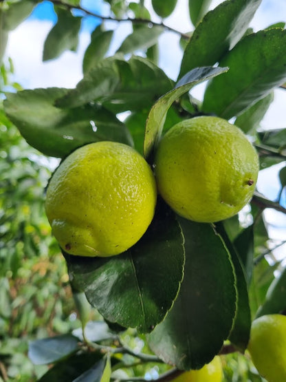 ?!label-Indicative photo