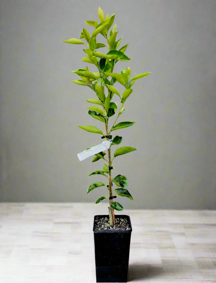 Tangelo Seminole Tree