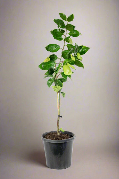 Tangelo Seminole Tree