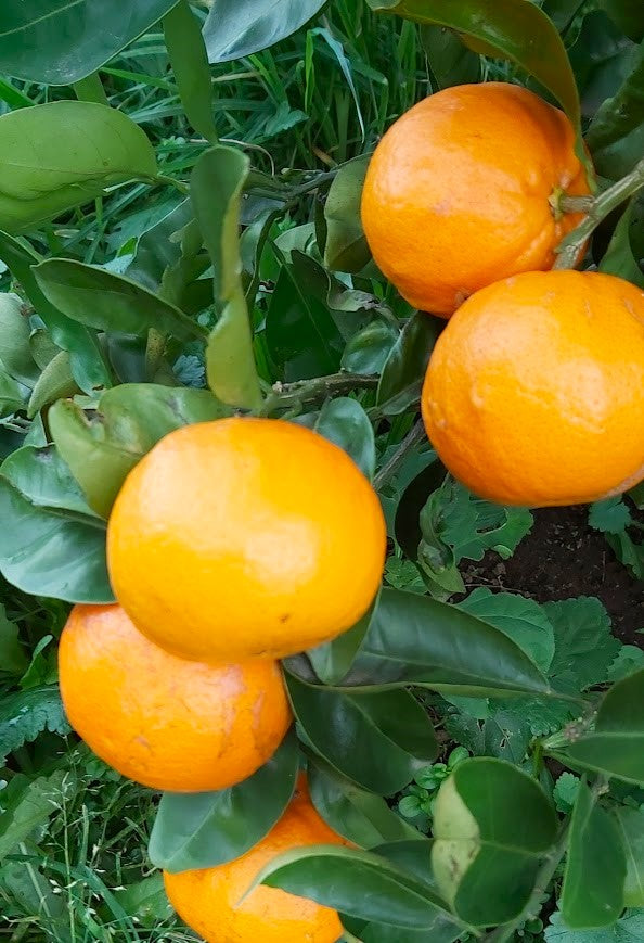 ?!label-Indicative photo