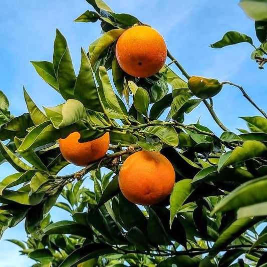 ?!label-Indicative photo