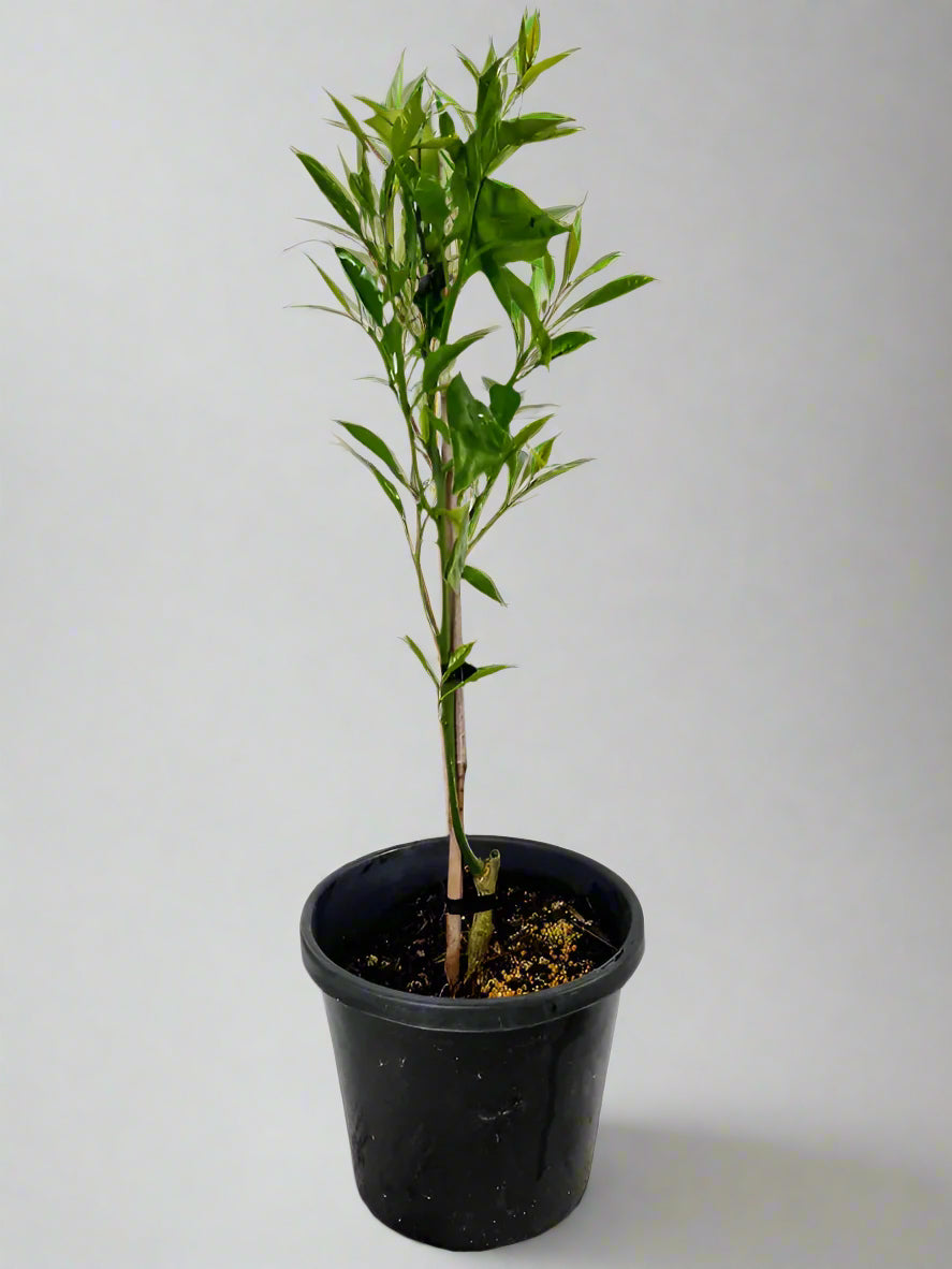 Tarocco Blood Orange Tree