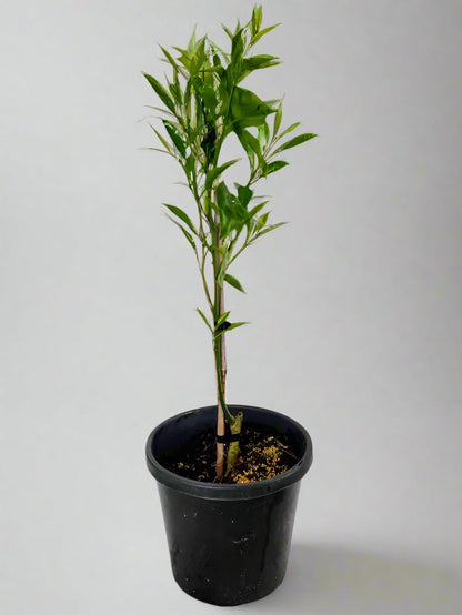 Tarocco Blood Orange Tree