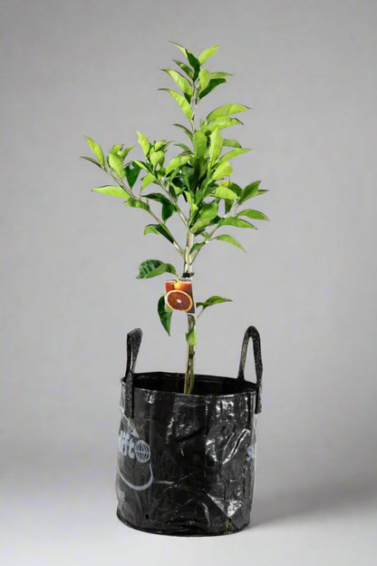 Tarocco Blood Orange Tree