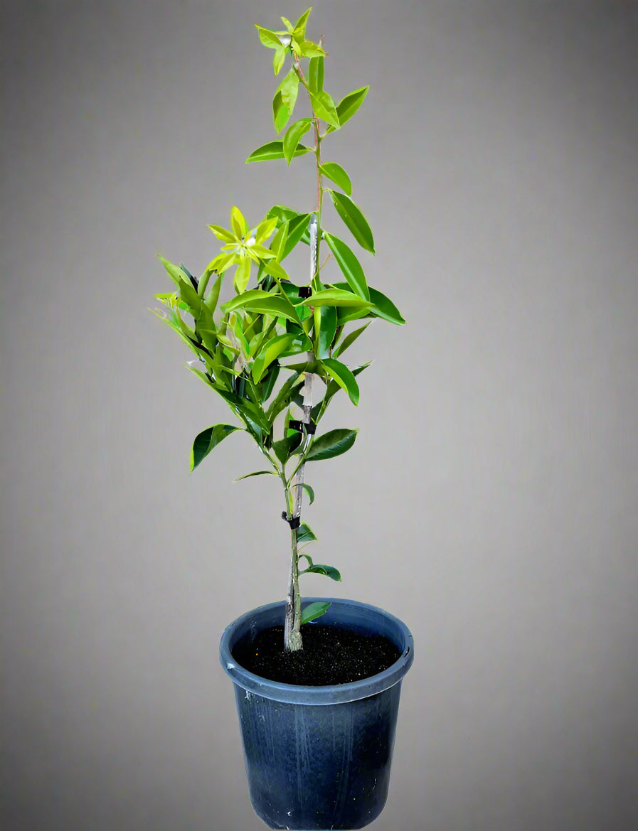 Thorny Mandarin Tree