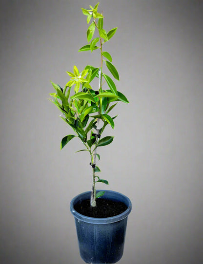 Thorny Mandarin Tree