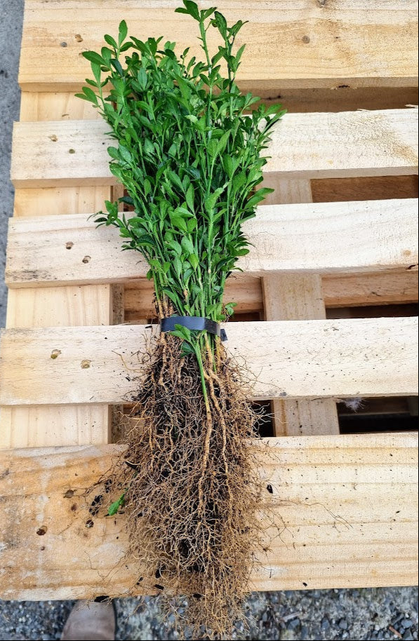 Trifoliata Root Stock Bundles