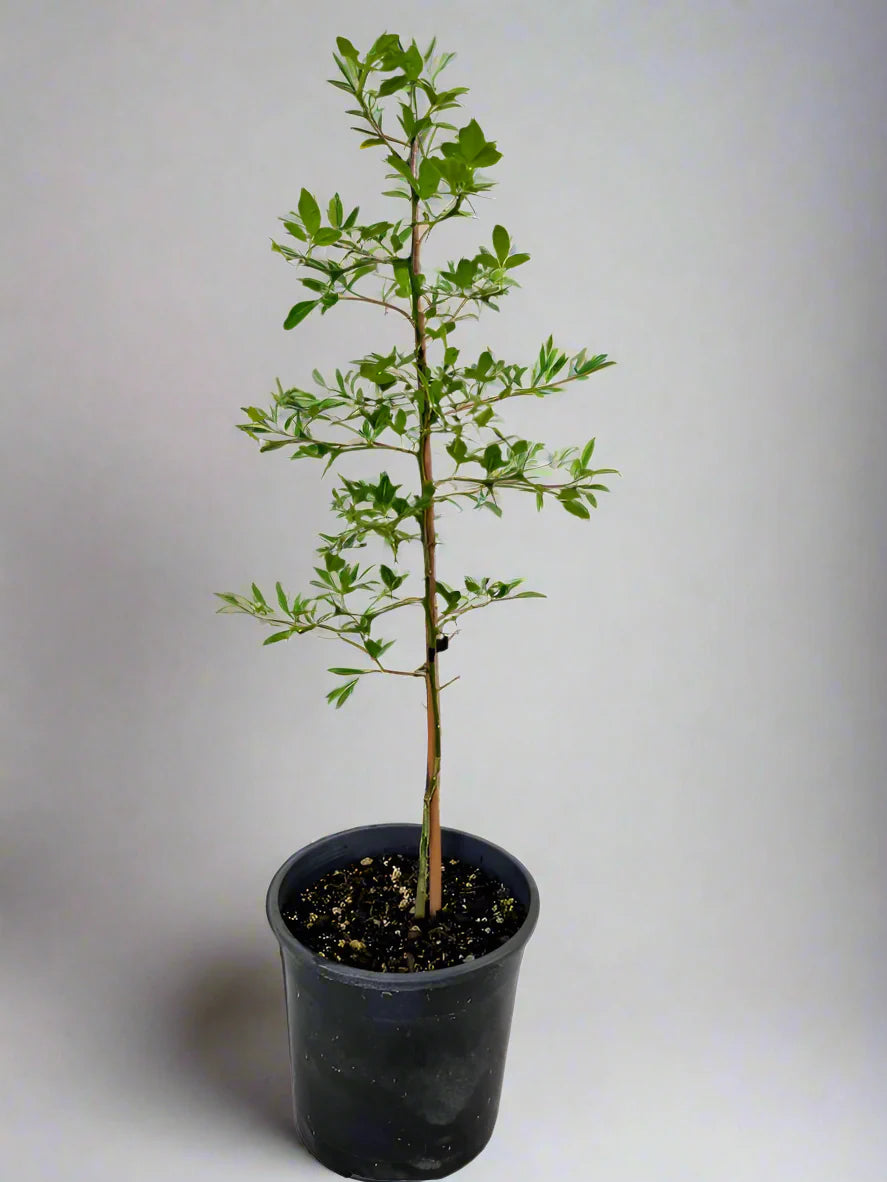 Trifoliata Citrus Tree