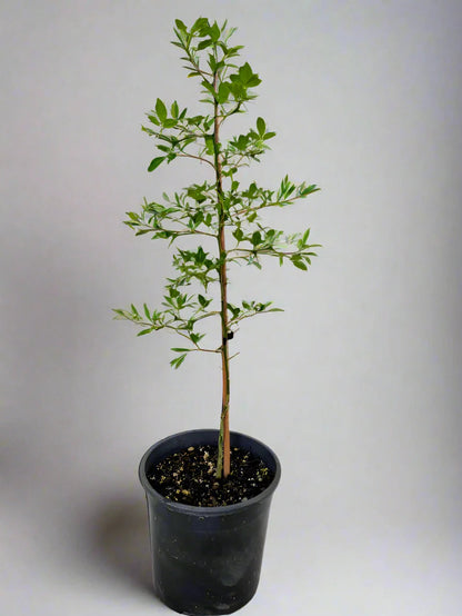 Trifoliata Citrus Tree