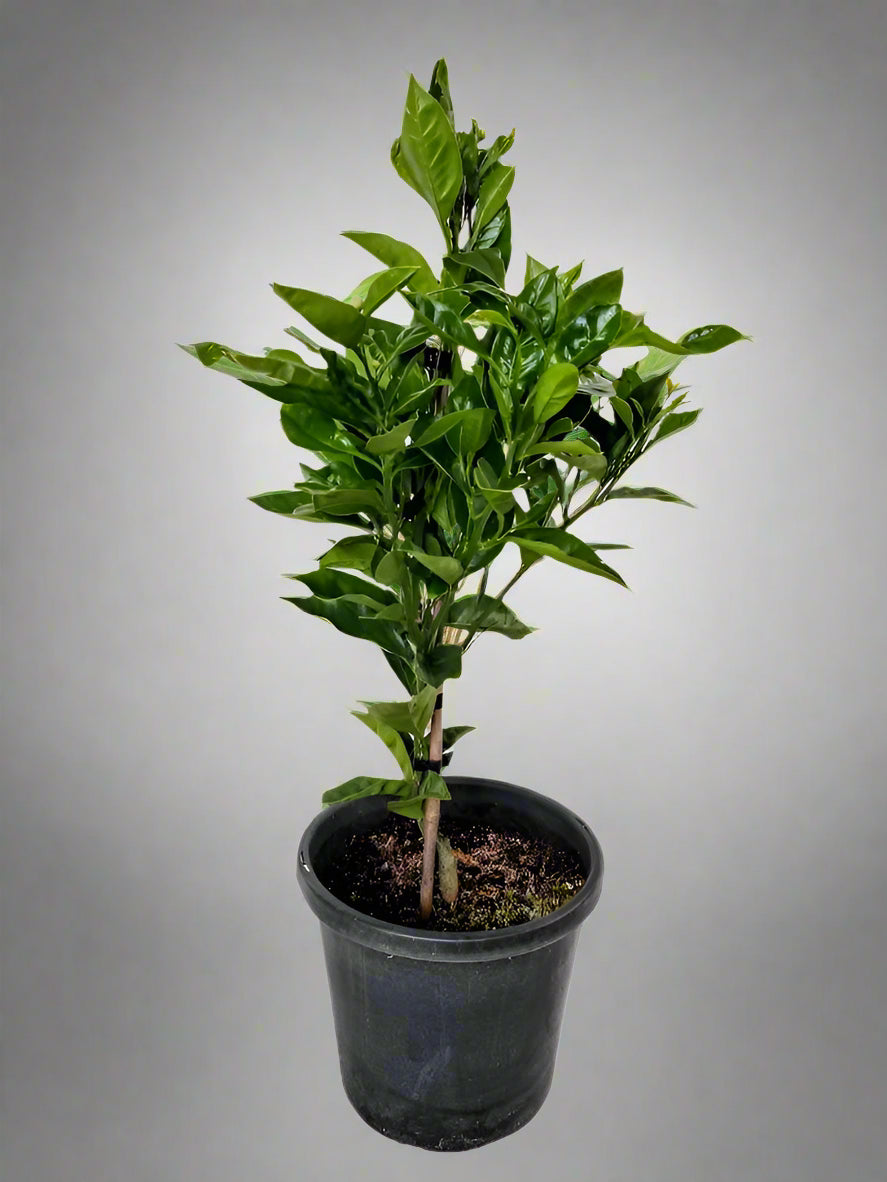 Vainiglia Pink Orange Tree