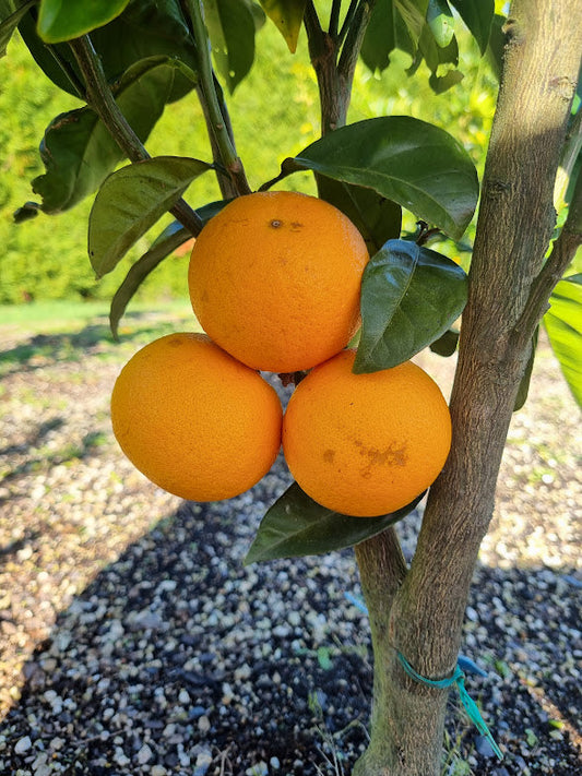 ?!label-Indicative photo