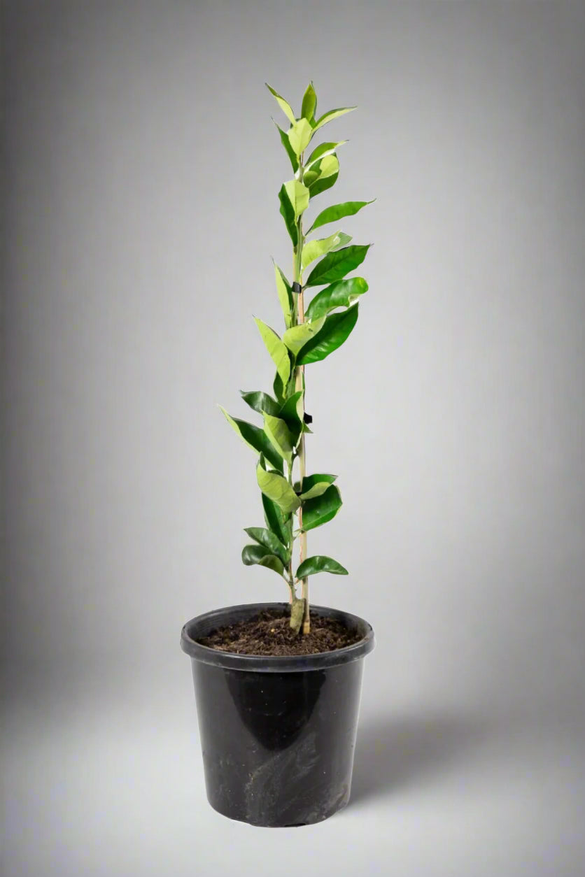 Vainiglia Pink Orange Tree