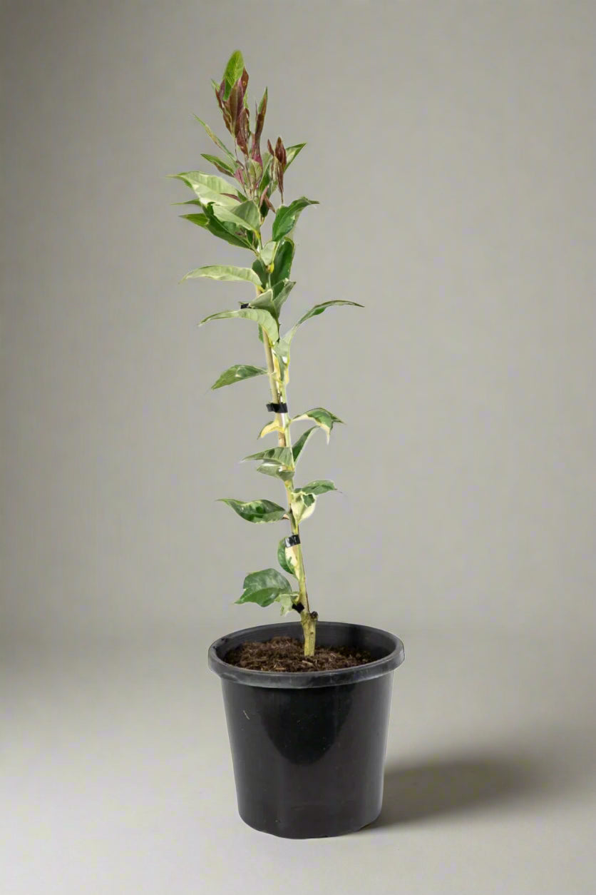 Eureka Lemon Variegated Tree