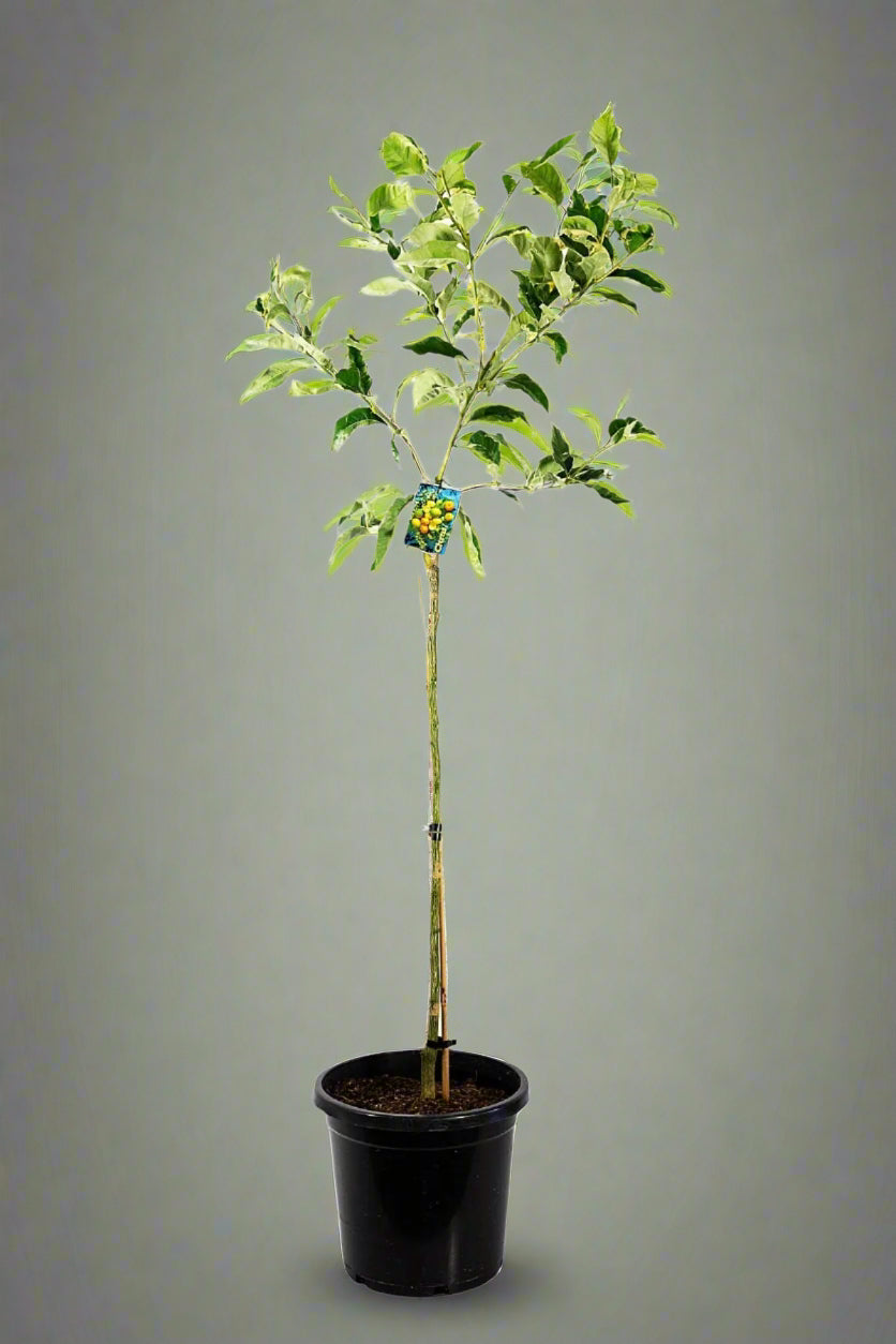 Eureka Lemon Variegated Tree