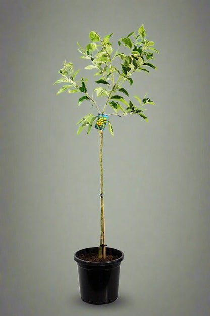Eureka Lemon Variegated Tree