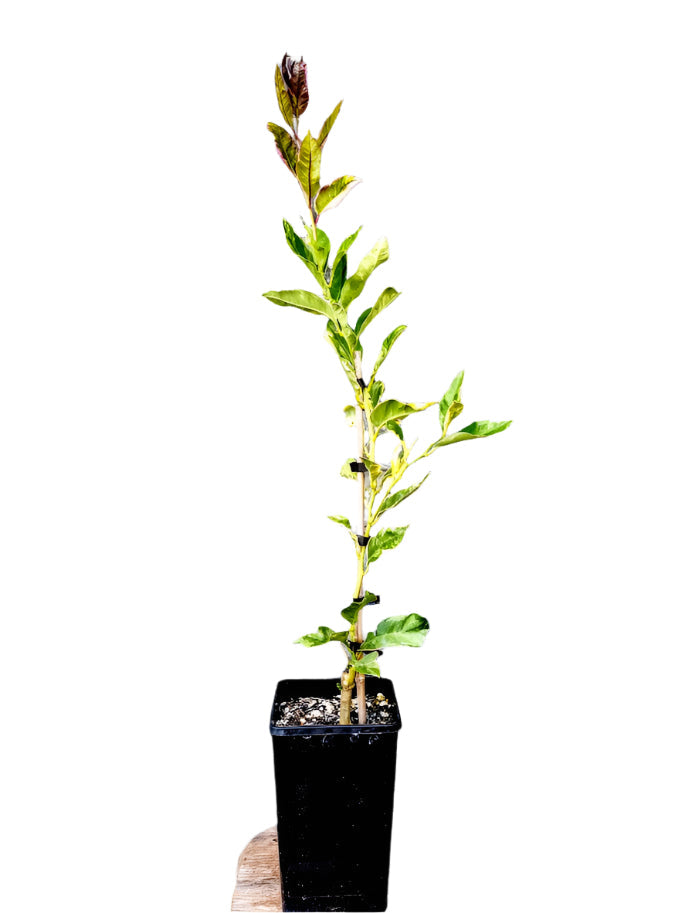 Eureka Lemon Variegated Tree