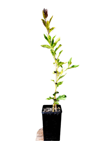 Eureka Lemon Variegated Tree