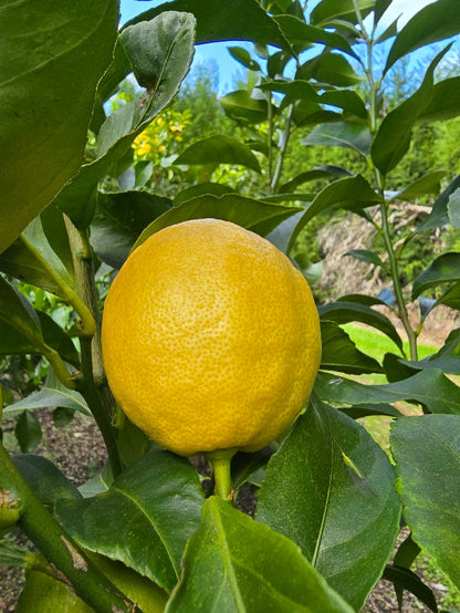 ?!label-Indicative photo