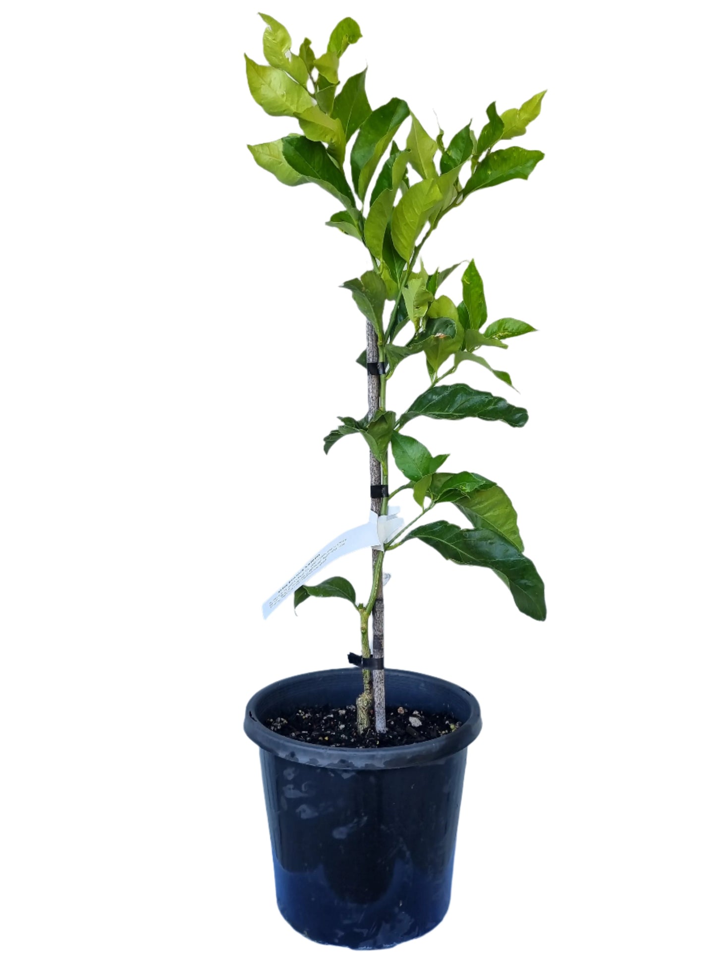 Villa Franca Lemon Tree