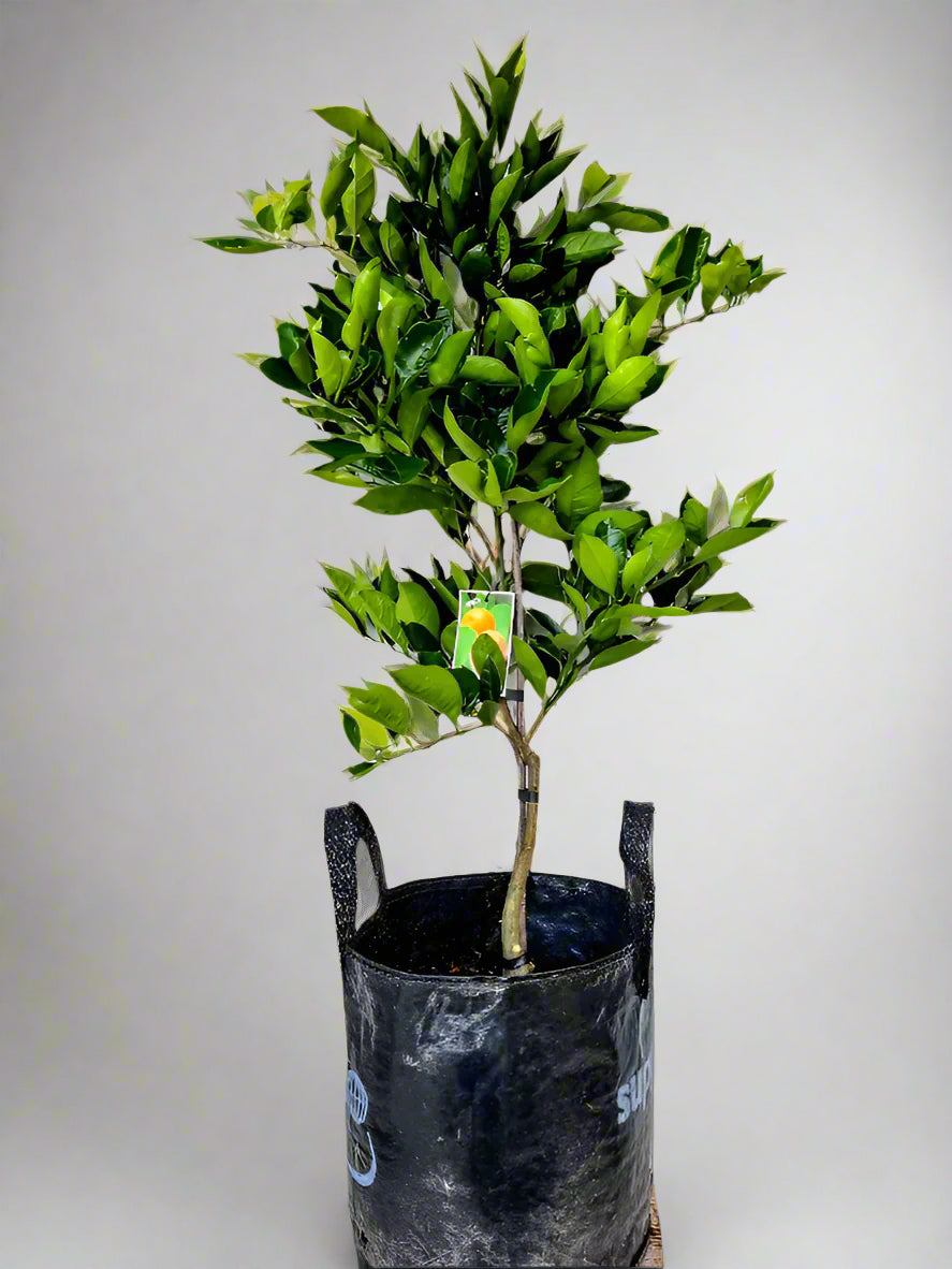 Washington Navel Orange Tree