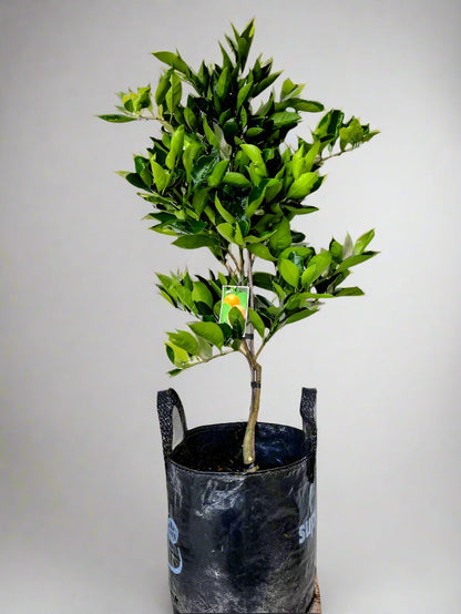 Washington Navel Orange Tree