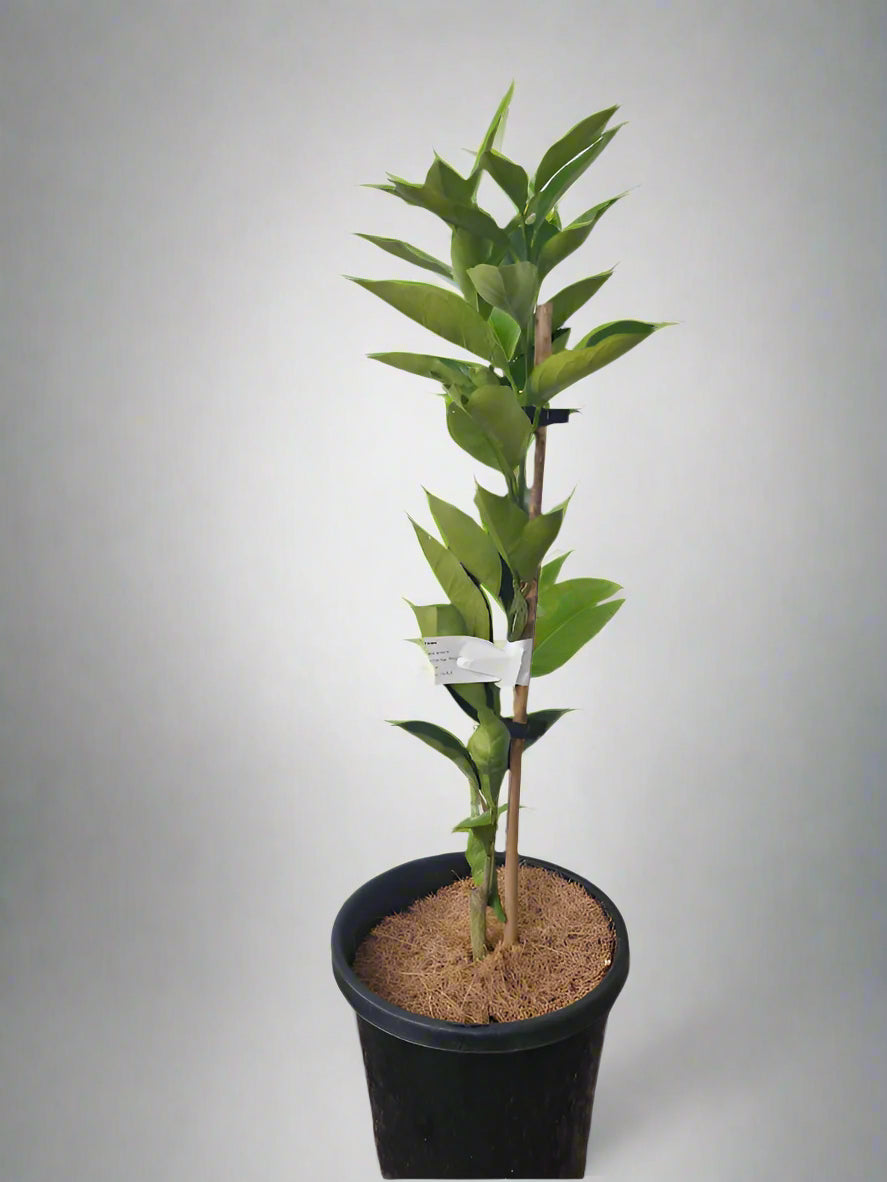 Washington Navel Orange Tree