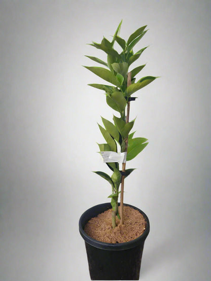 Washington Navel Orange Tree