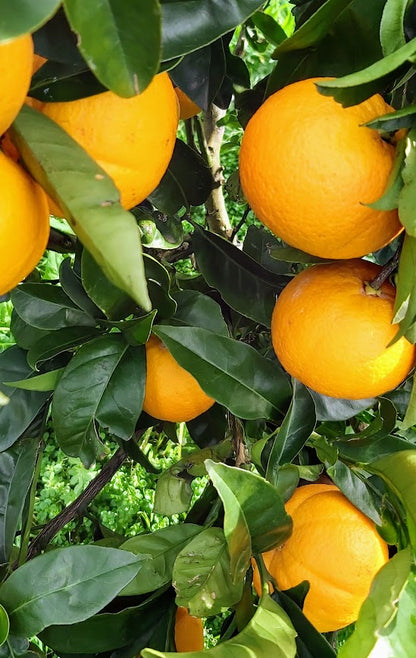 ?!label-Indicative photo