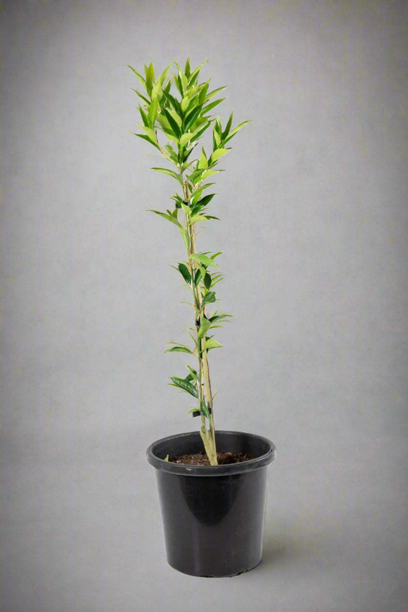 Willowleaf Mandarin Tree